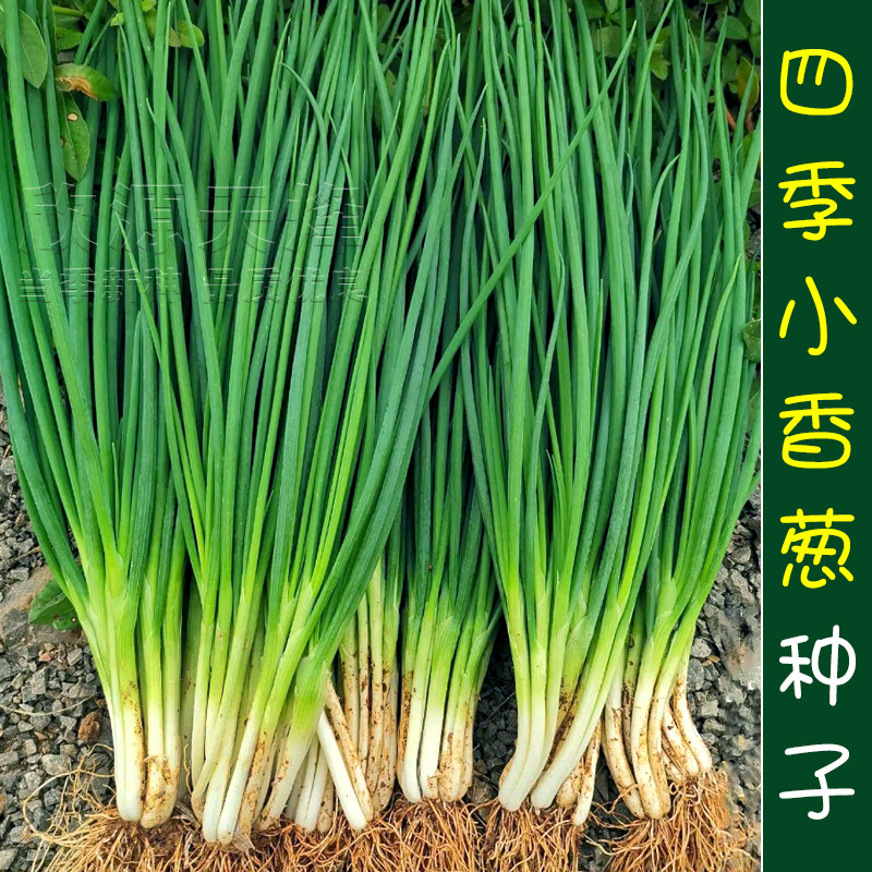 台湾四季小香葱种子小葱分葱四季春季夏季秋季耐热蔬菜种菜园种籽
