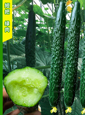 老品种大黄瓜种籽越冬白旱