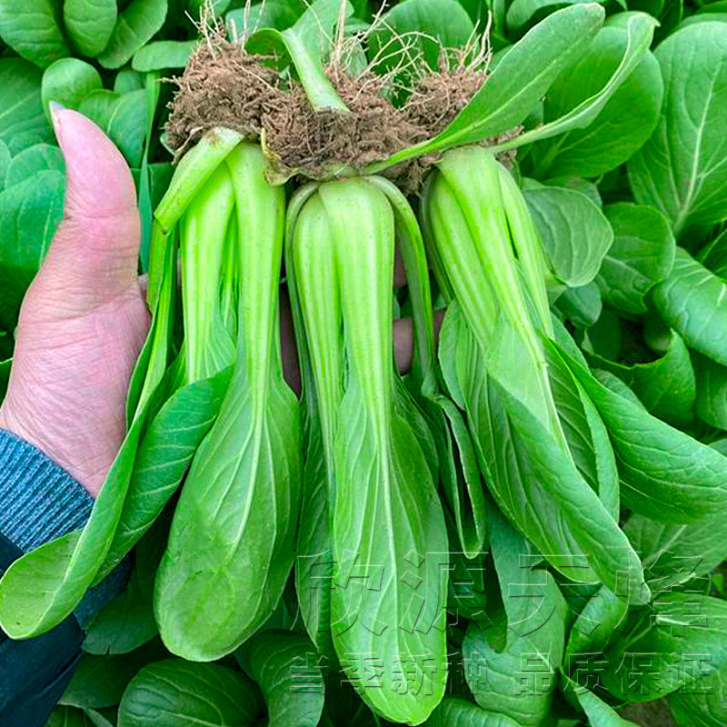 苏州青青菜种子小油菜种籽高产上海青矮脚蔬菜种孑四季阳台盆栽孑
