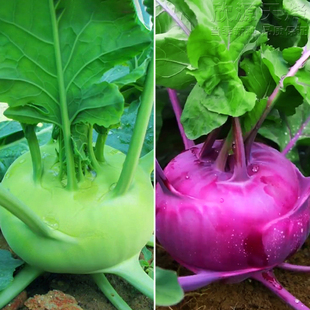 苤蓝种子紫苤兰种籽青芥兰头春秋季球茎水果甘蓝阳台庭院蔬菜种孑