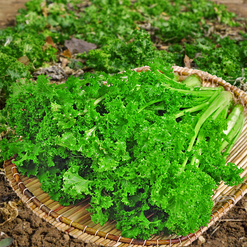 花叶苔菜种子孑春季秋冬季四季阳台盆栽蔬菜绿绒菜春不老黑菜种籽