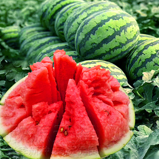 甜王西瓜种籽种苗特大超甜四季 播阳台盆栽耐热懒汉西瓜水果种孑子