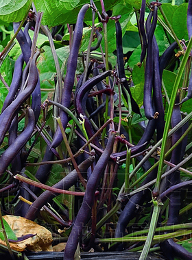 紫色地豆种子无架豆四季豆籽芸豆不搭架春秋季矮生豆角菜豆蔬菜种