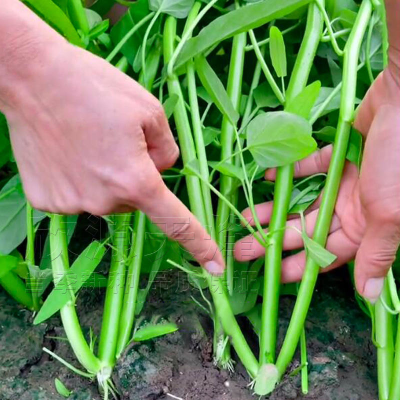 三叉空心菜种籽蕹菜通菜春秋四季播阳台盆栽菜园蔬菜种孑子小青菜-封面