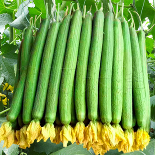 肉丝瓜种子高产四季播荷兰翡翠线丝瓜种瓜果寿光蔬菜种籽阳台庭院