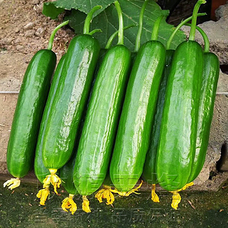 无刺水果黄瓜种子荷兰全雌春夏秋季四季阳台高产小黄瓜蔬菜种籽孑