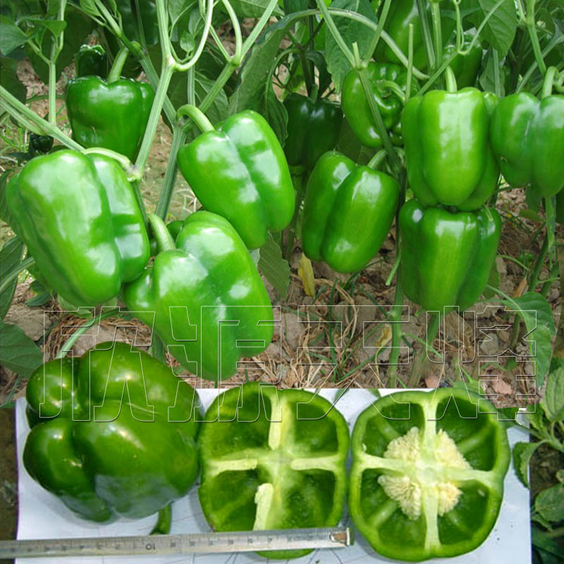 甜椒种籽大四季播特大灯笼甜椒王种子大棚辣椒菜椒青椒太空椒种苗