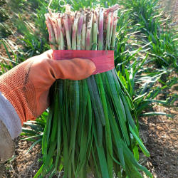 寿光独根红韭菜种子宽叶紫根大叶菜种籽孑高产四季蔬菜春季秋季播