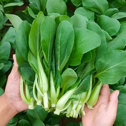 上海青鸡毛菜种籽阳台盆栽易种青梗菜小白菜青菜蔬菜种子孑四季播