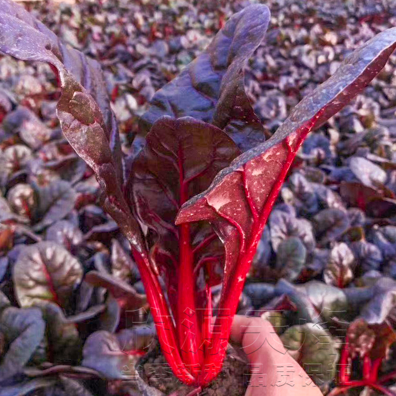 叶用红甜菜种子耐热红梗根达菜