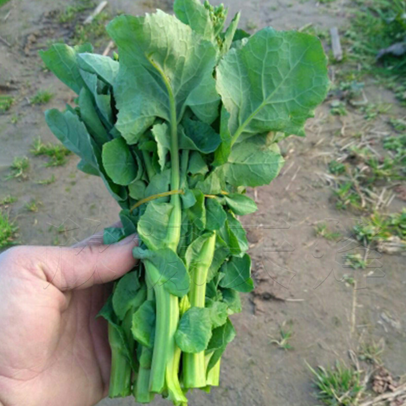 早熟油菜苔种籽耐热高产春季四季播南方蔬菜种孑阳台盆栽莱菜有机