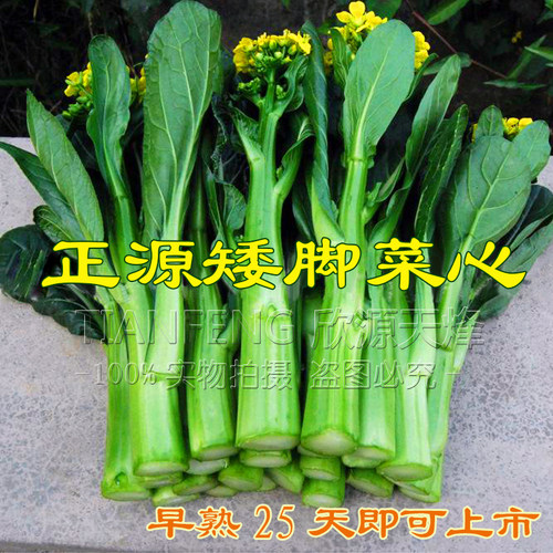 28矮脚菜心种子四季播迟花