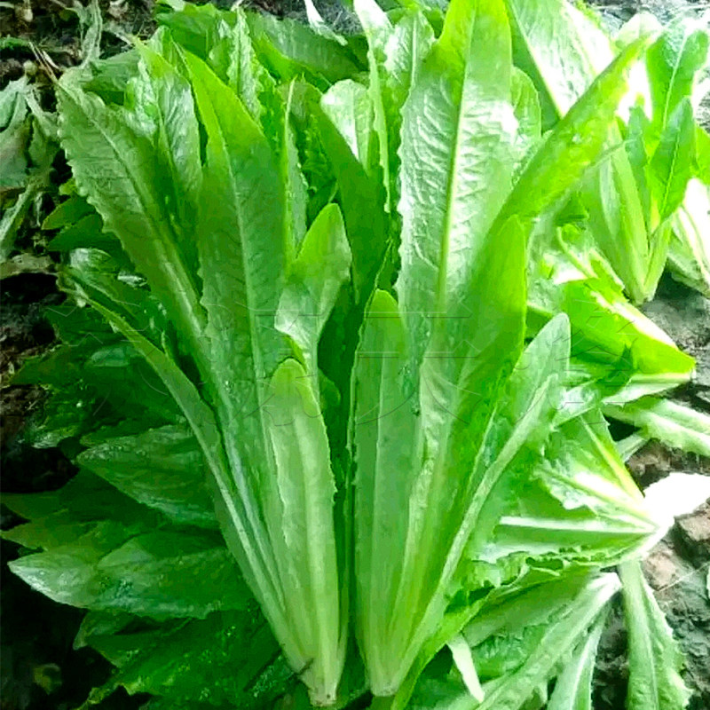 甜脆油麦菜种子米香油唛春季四季播阳台盆栽小青菜蔬菜种孑菜种籽