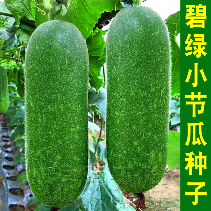 小冬瓜种子小节瓜种孑大全大黑皮高产迷你菜瓜农家蔬菜种籽可食用