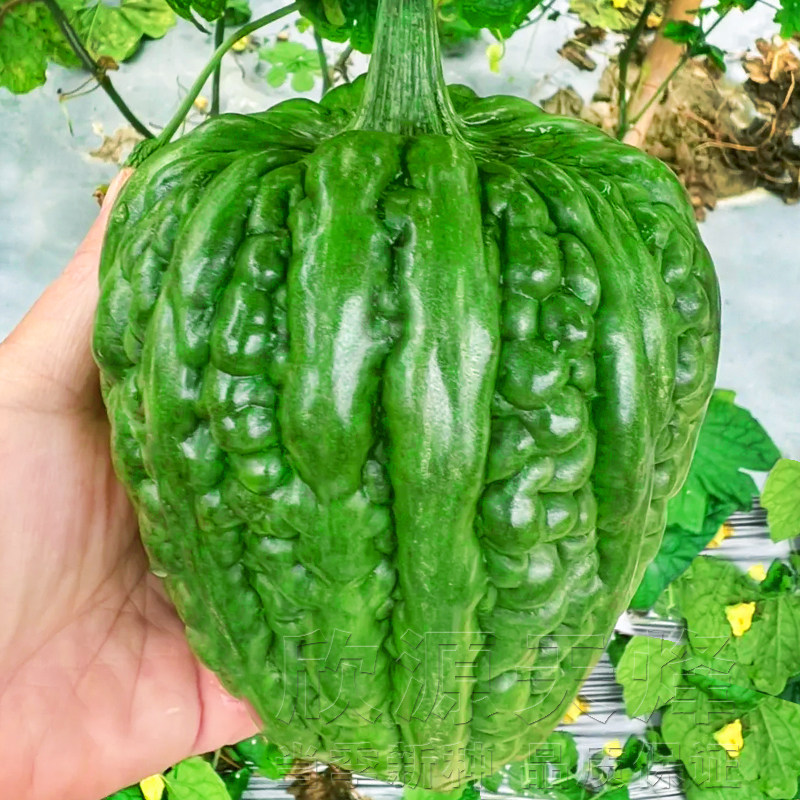 大顶苦瓜种籽特大金钟疙瘩绿四季春季阳台盆栽蔬菜种孑子庭院高产