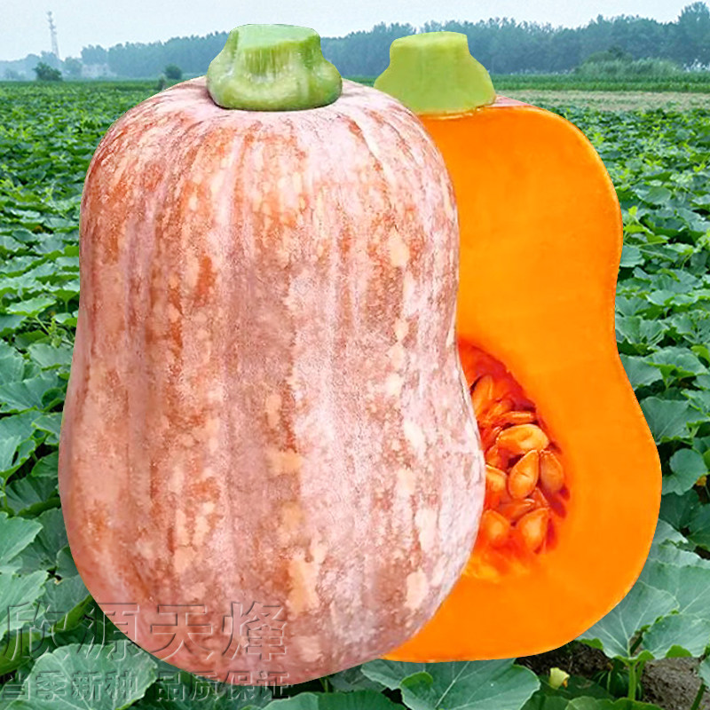 金香南瓜种子香甜糯高产板栗香芋南瓜蔬菜莱种孑子四季春季播阳台