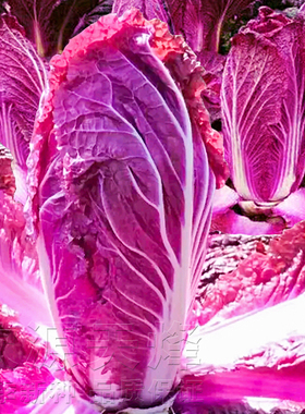 紫白菜种子特色里外紫色大白菜种籽秋季四季阳台庭院大田蔬菜种孑