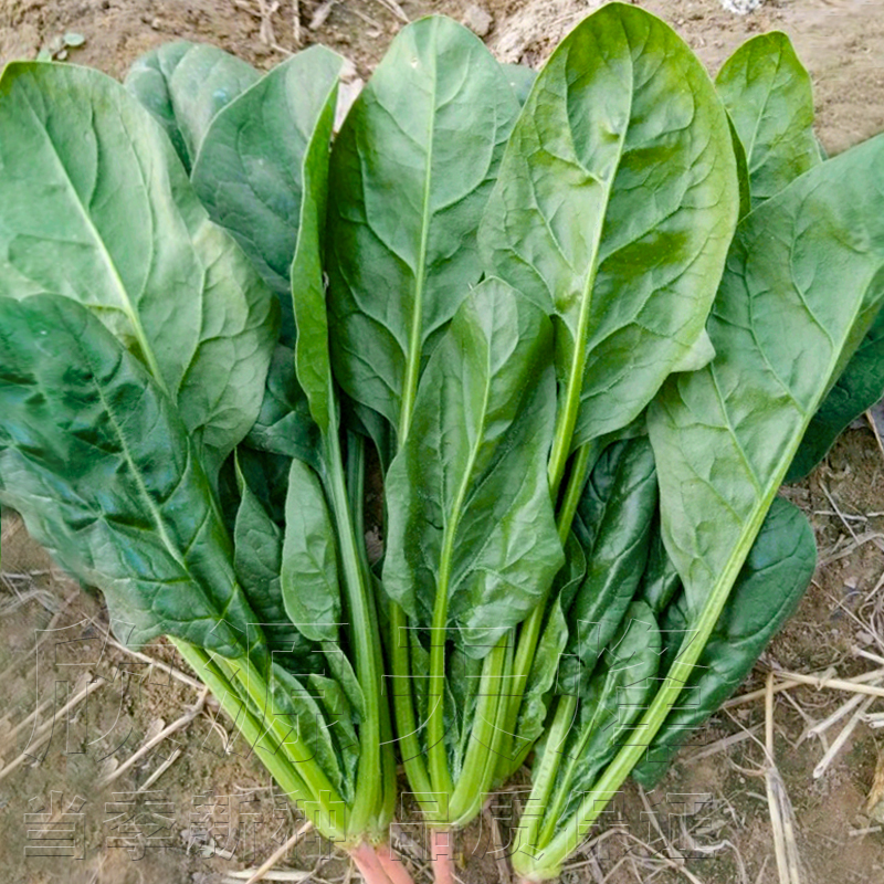 日本大叶菠菜种籽耐热高产红根蔬菜青菜种孑子四季阳台盆栽可食用-封面