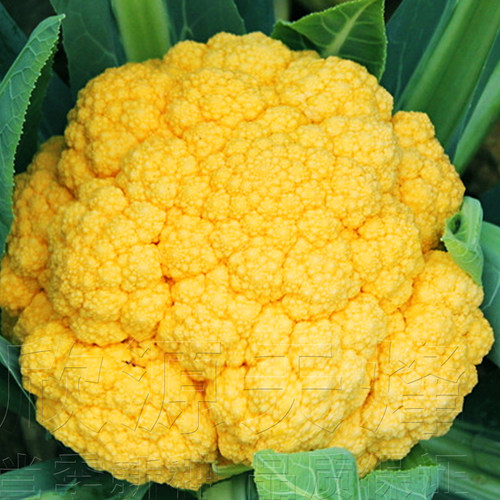 黄色花椰菜种籽四季播特色花菜