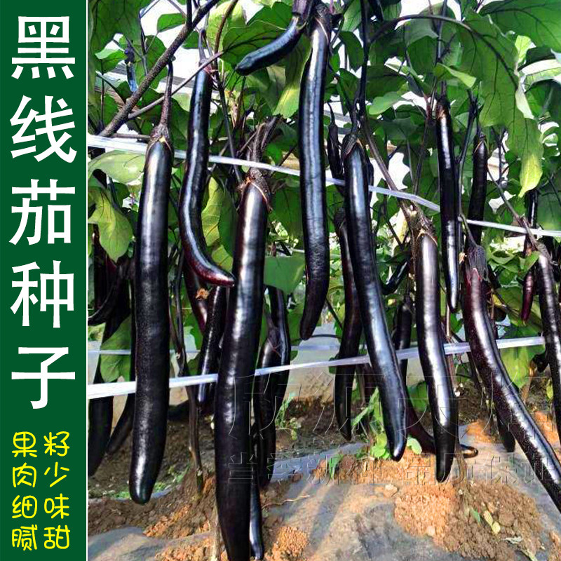 黑线茄种籽紫黑长茄种子春季四季庭院阳台盆栽高产茄子蔬菜孑大棚