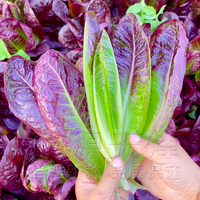 咖啡香麦菜种子春秋季紫红油麦菜青菜籽四季阳台盆栽速生蔬菜种孑