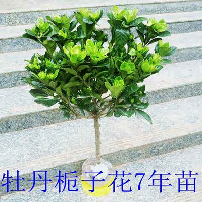 栀子花苗室内阳台盆栽独杆庭院四季开花浓香大小叶牡丹栀子花树苗