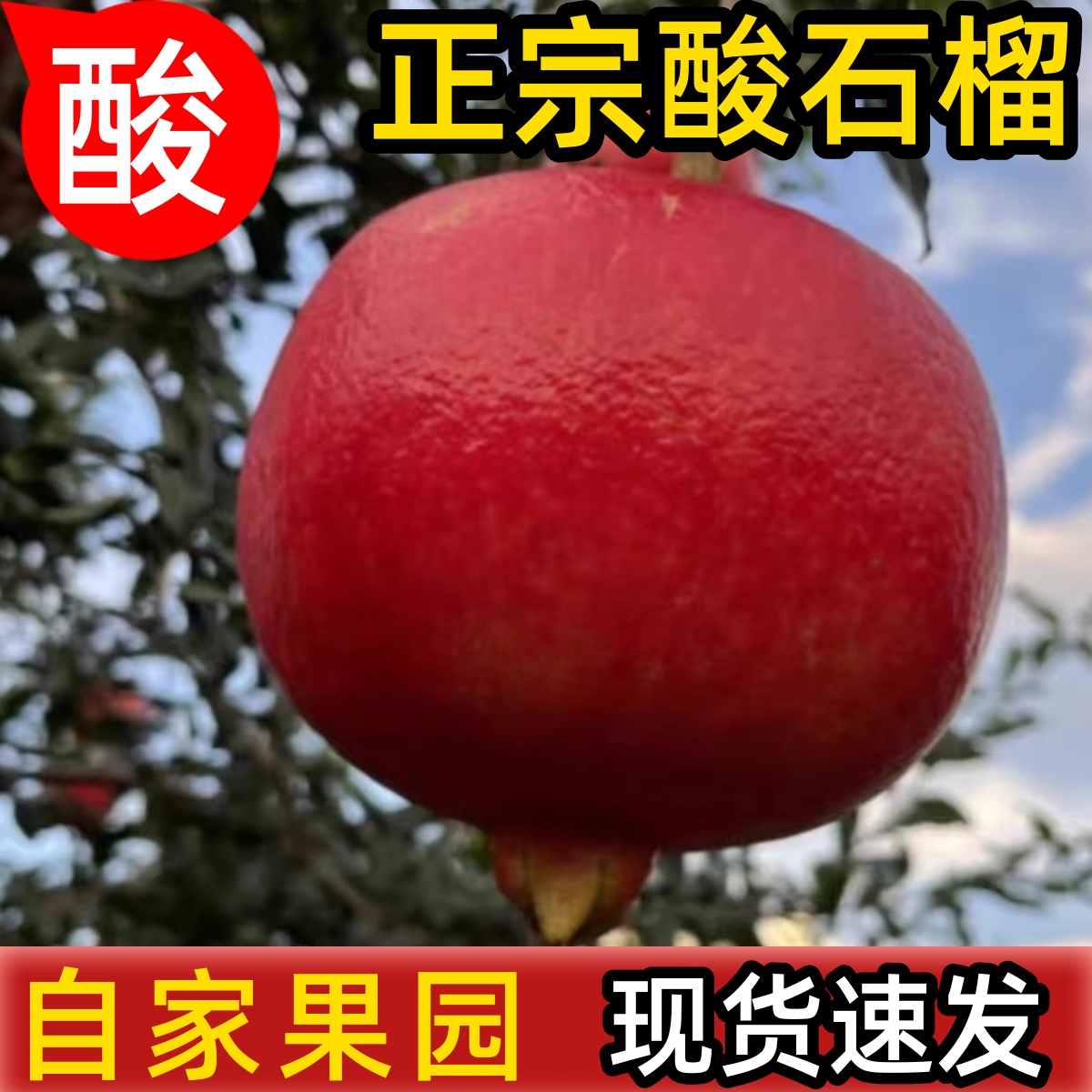 黑钻酸石榴，产地直发