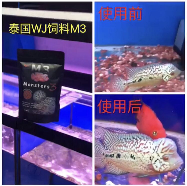 M3泰国进口罗汉鱼食攻增头增体增色增火气综合型饲料泰国渔场饲料|msdalam kategori haiwan peliharaan/makanan haiwan dan bekalan, Aquarium World, makanan ikan hiasan - dari Buy2taobao.com untuk memberikan perkhidmatan ejen Taobao profesional membeli