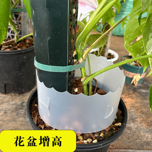 龟背竹花盆增高不伤根
