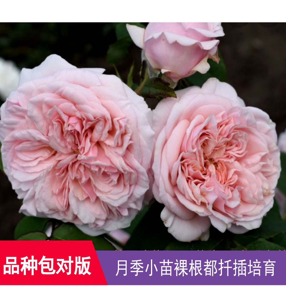 【克莱尔玫瑰claire rose】红叶园艺月季庭院阳台花园绿植盆栽