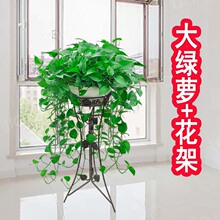 大绿萝长藤盆栽室内吸甲醛花卉阳台垂吊植物客厅大盆净化空气大叶