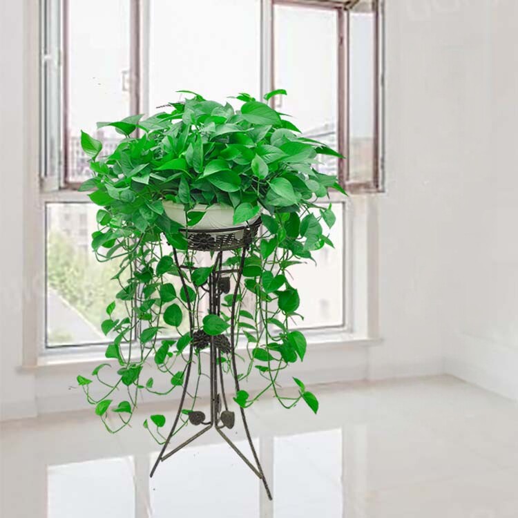 超大盆长藤绿萝客厅加湿好养绿植