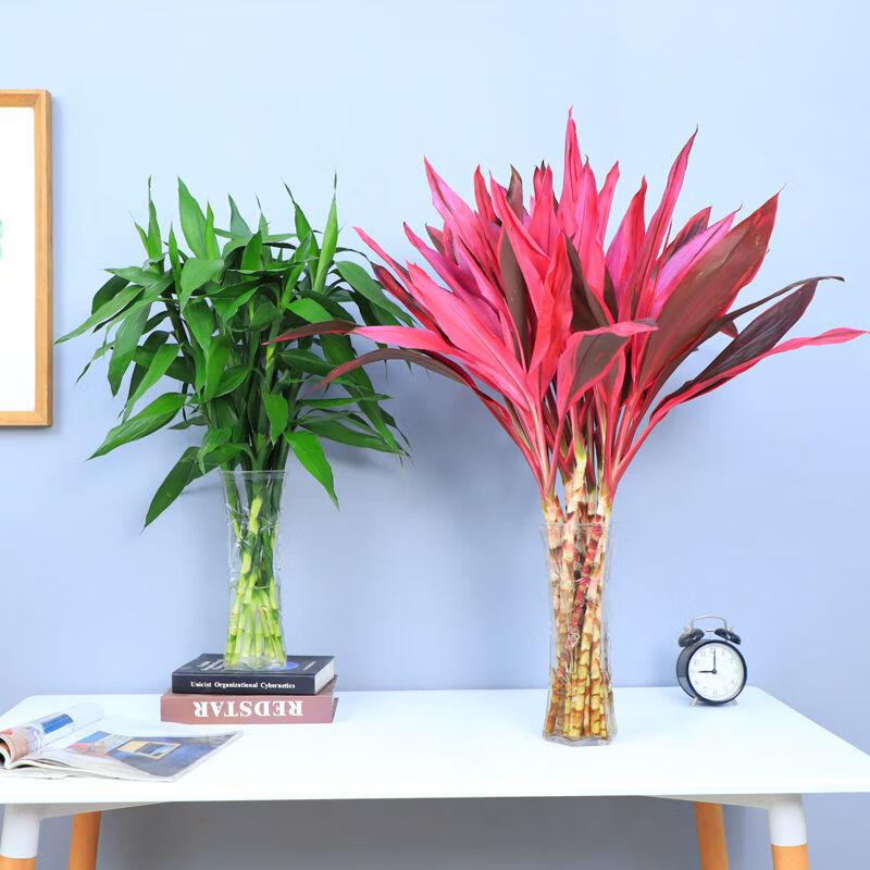 办公室桌面客厅绿植盆栽四季常青