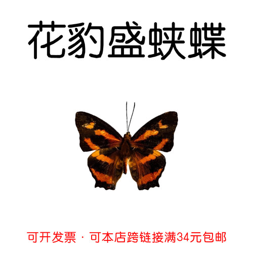 未展翅原蝶花豹盛蛱蝶DIY材料