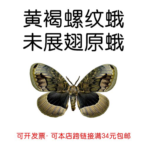 真蛾子原蛾黄褐螺纹蛾未展翅原蛾