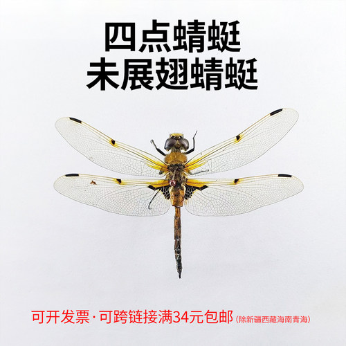 手工DIY四点蜻蜓未展翅真蜻蜓
