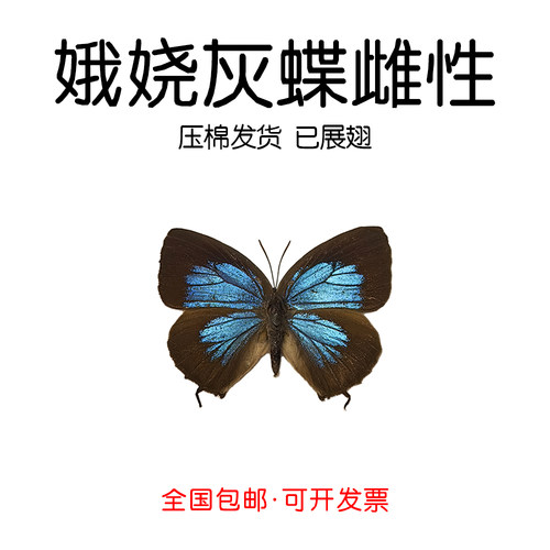 真灰蝶标本已展翅娥娆灰蝶雌性