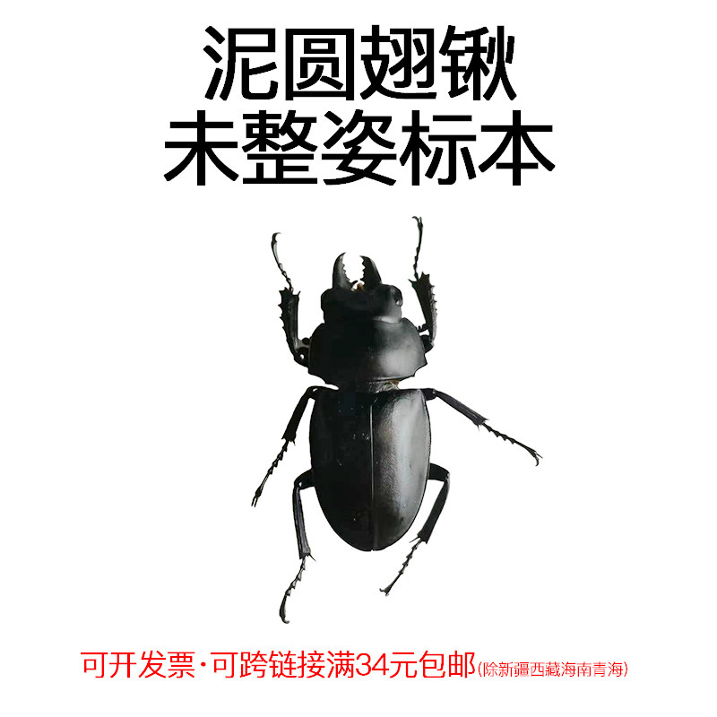 真昆虫未整姿泥圆翅锹标本材料手工DIY原虫标本手工DIY材料,家居饰品,标本类装饰画,淘宝优惠券,粉丝福利购,淘宝优惠卷
