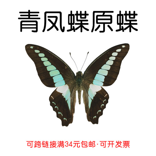 研学手工DIY青凤蝶未展翅原蝶