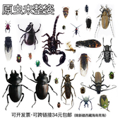 真昆虫甲虫蝴蝶蝉锹甲金龟子蝴蝶蜻蜓展翅原虫标本DIY湿虫未整姿