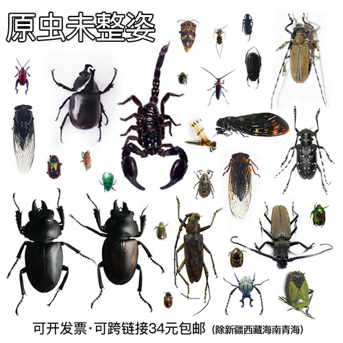 未整姿昆虫蜻蜓湿虫原虫独立包装