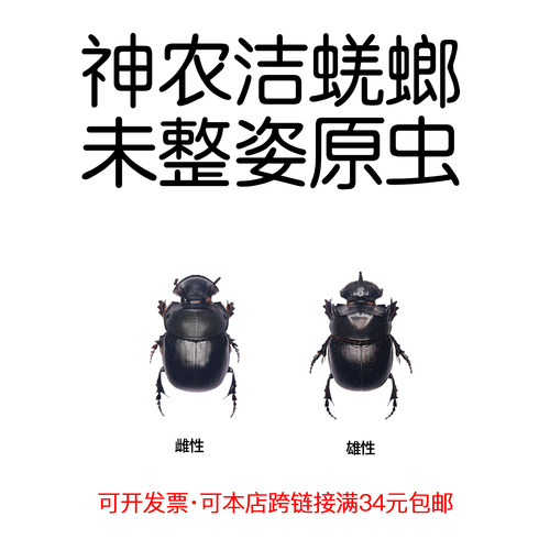 未整姿神农洁蜣螂屎壳郎DIY材料