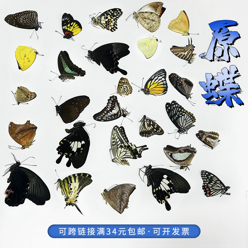 真蝴蝶标本未展翅原蝶A1/A-品质DIY手工原材料三角袋包装科普教具,家居饰品,标本类装饰画,淘宝优惠券,粉丝福利购,淘宝优惠卷