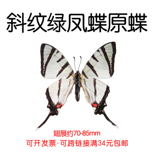 真蝴蝶原蝶斜纹绿凤蝶未展翅蝴蝶