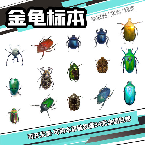 金龟子原虫多种标本金龟鞘翅目