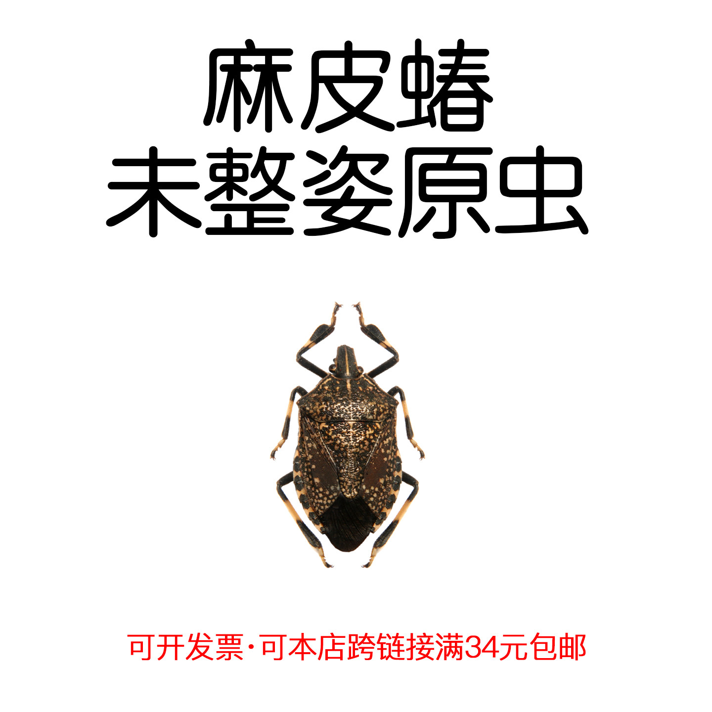 真昆虫未整姿麻皮蝽标本原虫湿虫手工DIY造景材料自然微距科普