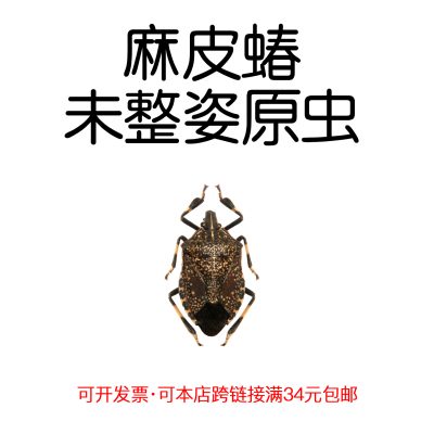 未整姿真昆虫麻皮蝽DIY材料