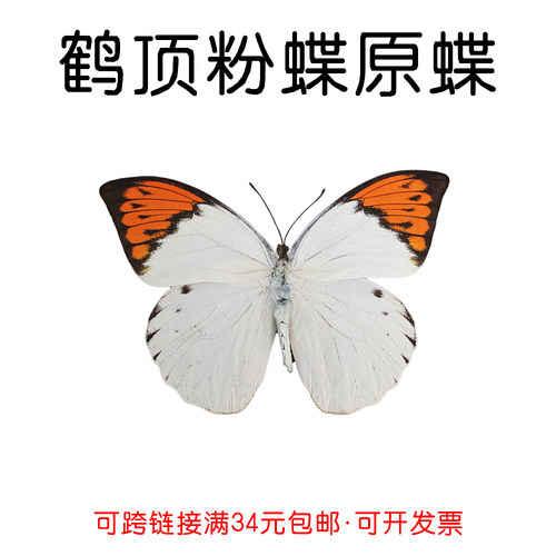 鹤顶粉蝶未展翅原蝶蝴蝶标本