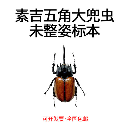 素吉五角大兜虫甲虫蒸汽朋克标本