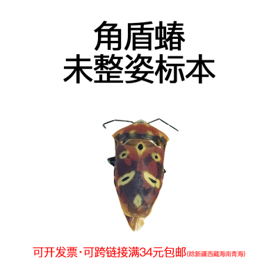 未整姿昆虫绿缘巨蝽DIY材料